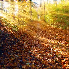 Солнечное утро