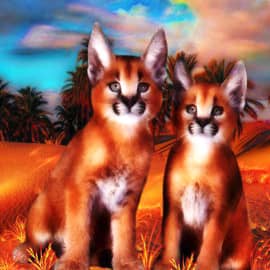 Каракалы. Степные рыси