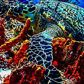 Подводный мир 008