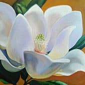Цветок магнолии