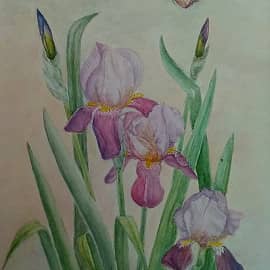 Ирисы