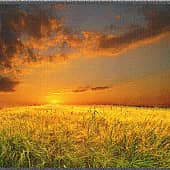 Золотое поле.