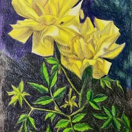 Жёлтые розы. Скетч.