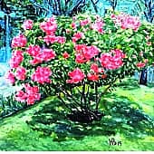 Бугенвиллия в парке Сайгона.