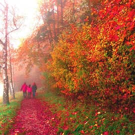 цветные туманы осени-3