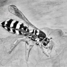 " ОСА АВГУСТИНА "