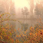 Ягоды в тумане.