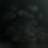 Begonia sur le noir