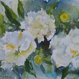 белые пионы