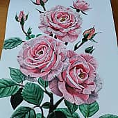 Розовые розы