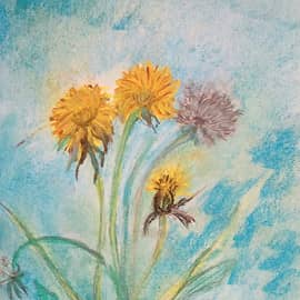 Одуванчики