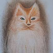 Рыжий котик