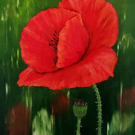 Мак. Полевые цветы