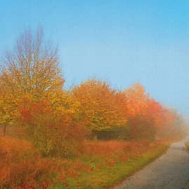 в осеннюю даль