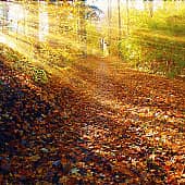 Рано утром.