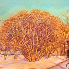 Ракита на зимнем солнце.