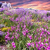 Цветы на склонах.