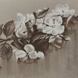 Ветка яблони