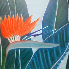 "Райская птичка"   Стрелитция королевская