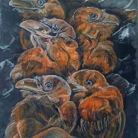 Островные вороны.