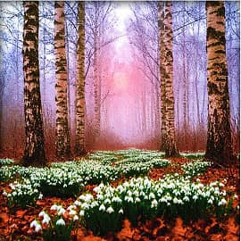 Весенний лес.2