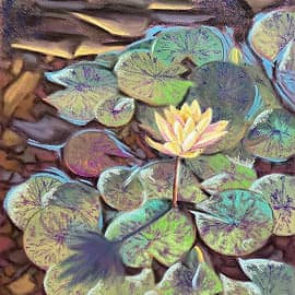 Желтая кувшинка