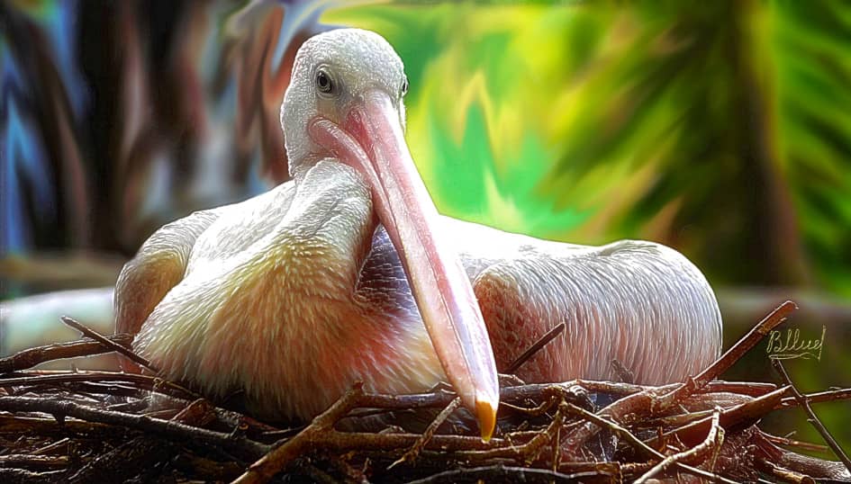 Пеликан в гнезде