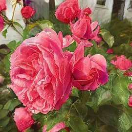 Розовый куст.