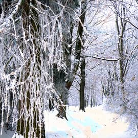 снежные аллеи