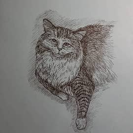 Пушистый кот