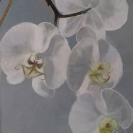 Орхидэи