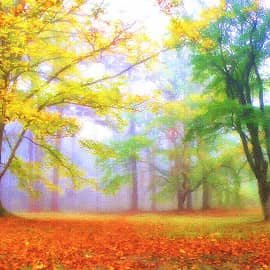 осенний туман-3