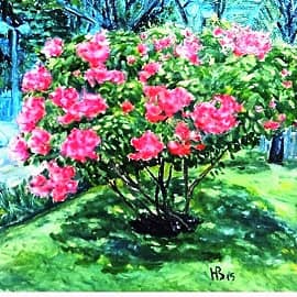 Бугенвиллия в парке Сайгона.