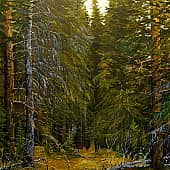 В лесах дремучих...