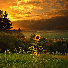 Солнечные цветы