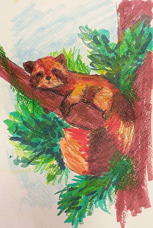 "Красная панда"