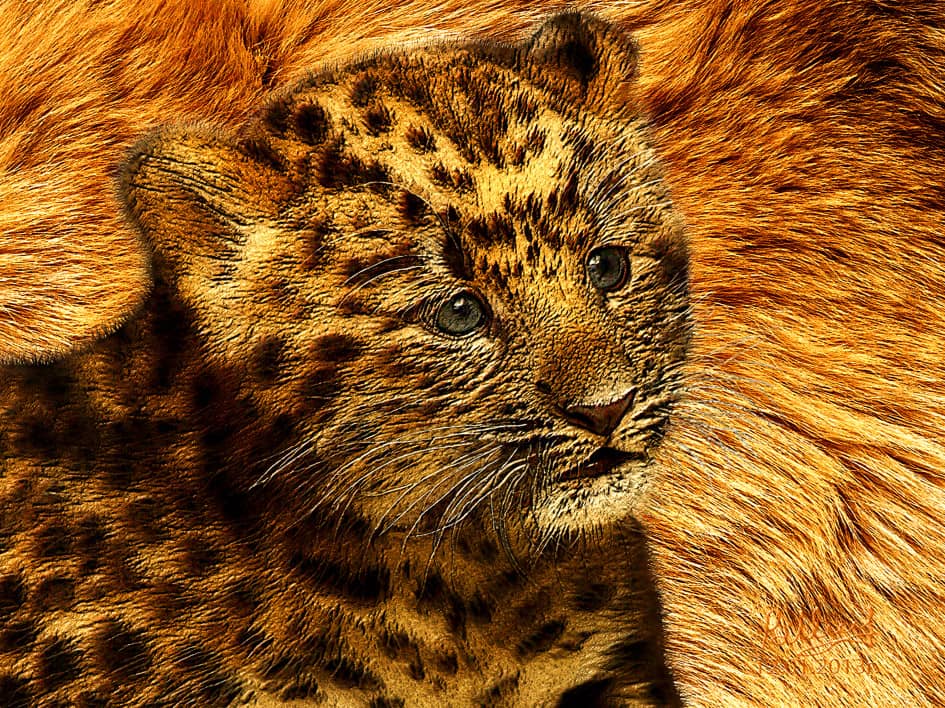 Малыш леопарда