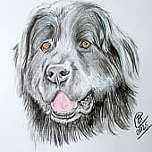 Ньюфаундленд