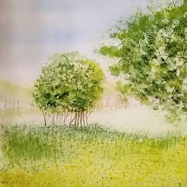 Одуванчики