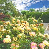 розовый сад