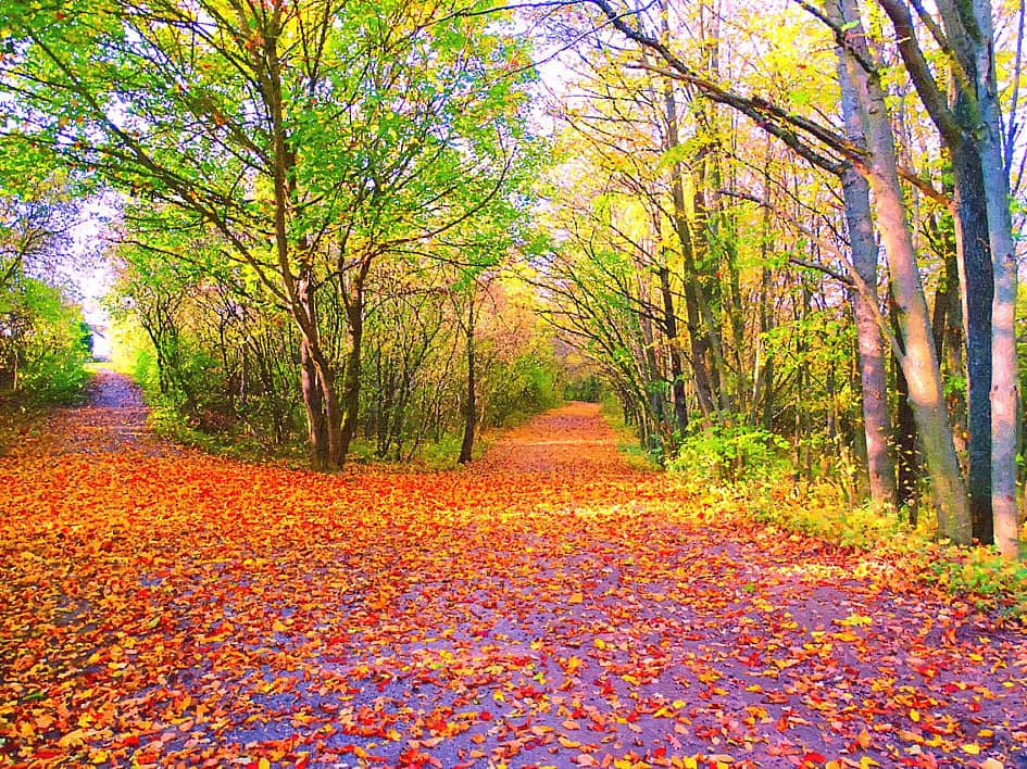 Настелила осень ковёр.