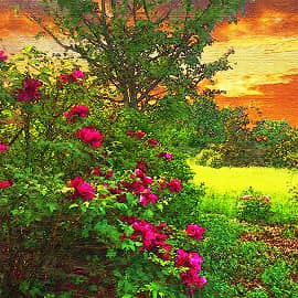 Красный пионы