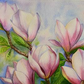 Магнолия в цвету