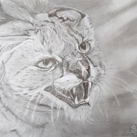 Сервал, ярость