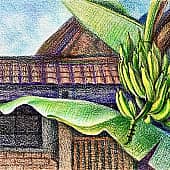 Пхукет. Банановая ветвь. Скетч.