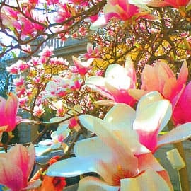 Цветёт магнолия