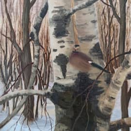 Ночлег сойки.