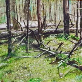 Селигер. Лес