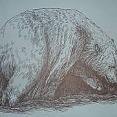 Белый медведь