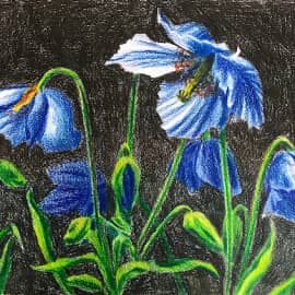 Голубые маки